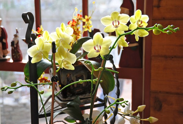 Winter Orchids