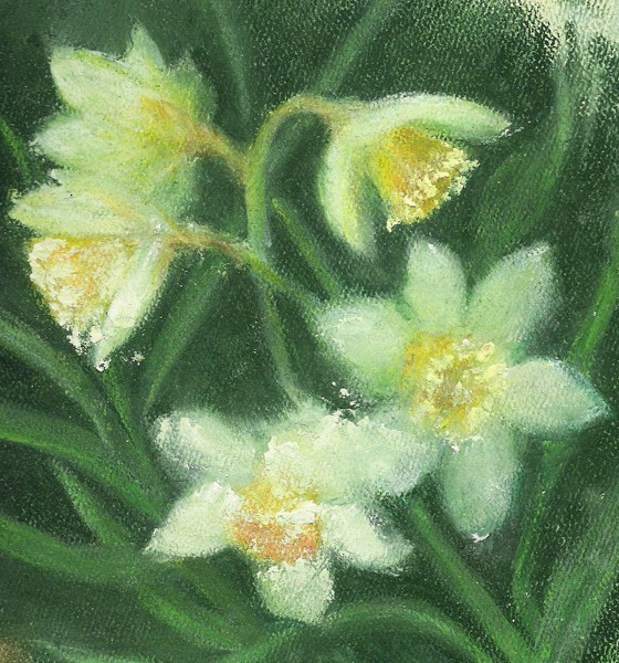 Daffodils