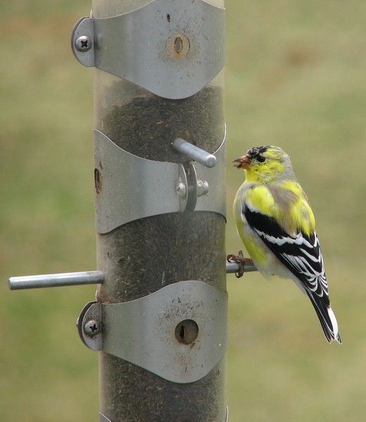 Goldfinch munching