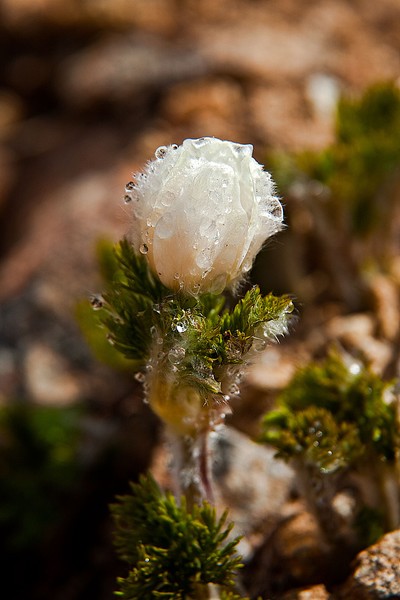 Crater Lake Ice Flower