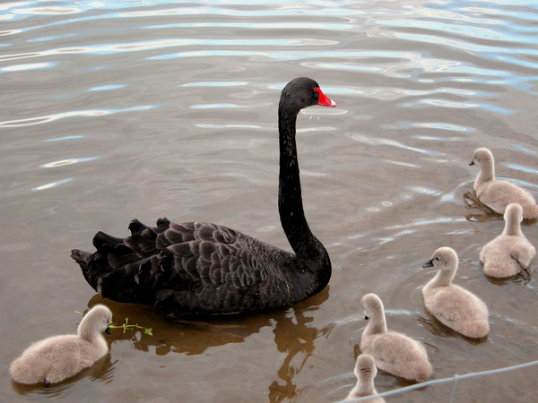 Black Swan and Sygnets