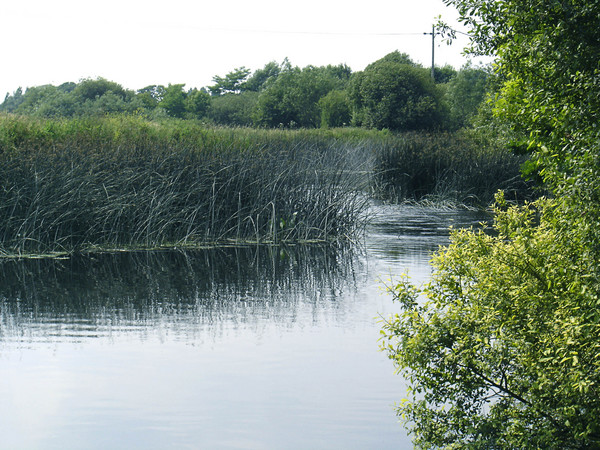 River Reed