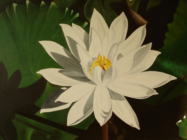 white water lily