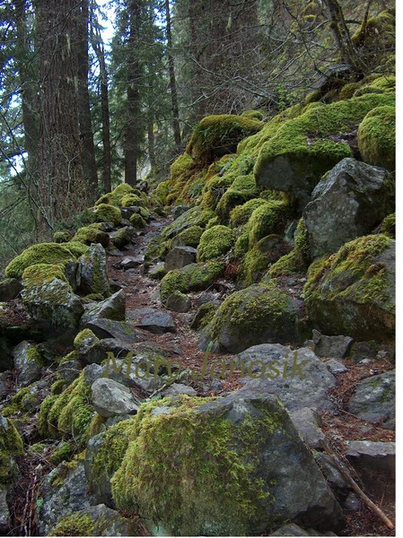Palisades 410 Trail (mossy rocks)
