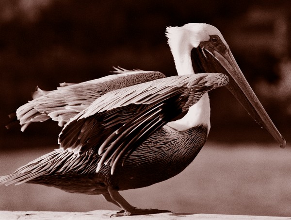 Pelican in duotone