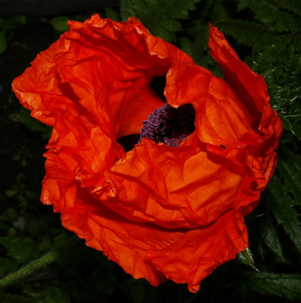 Large Red Poppy