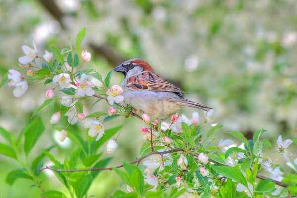 appleblossoms and sparrow