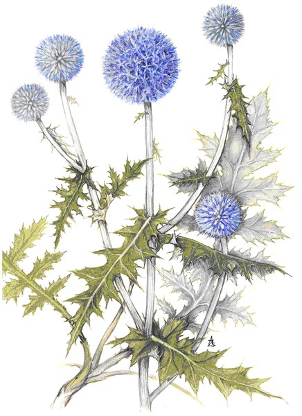 Globe Thistle - Echinops ruthenicus