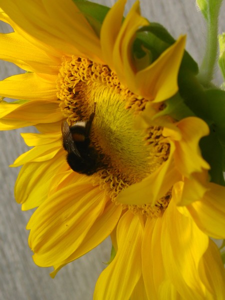 bees&yellow florals