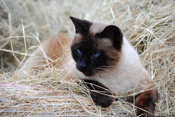 A Roll in The Hay