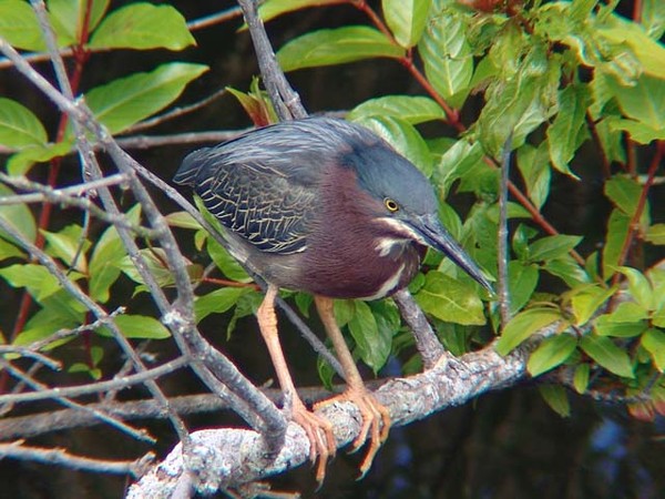 Green Heron Looking for a Meal