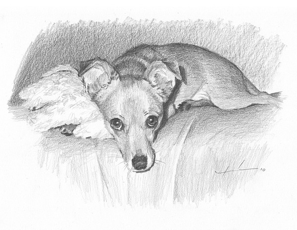 wp-lg dog blanket portrait