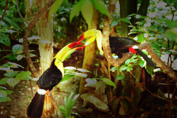 Tucan Birds in love
