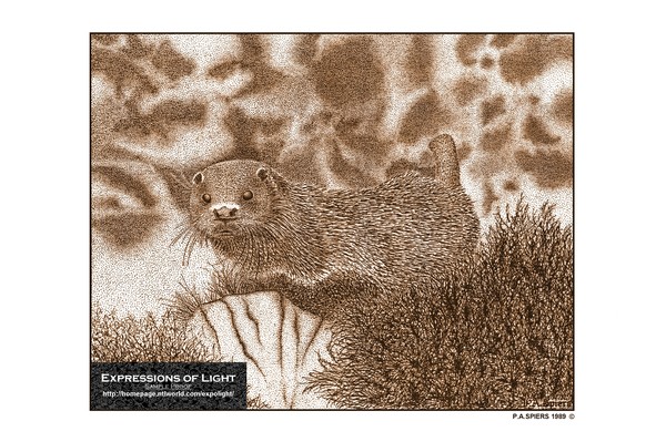 ExpoLight-Graphic-Arts-Otter-0001S (Sample Proof-A