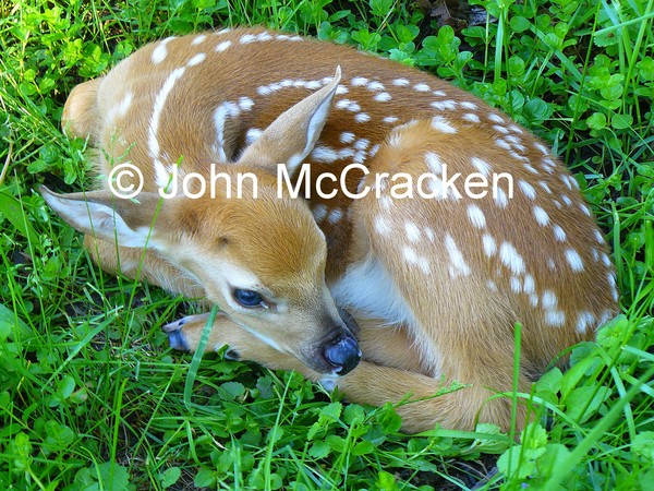 Baby Fawn just born!