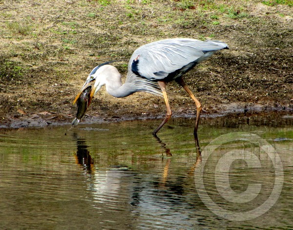 Heron sequence