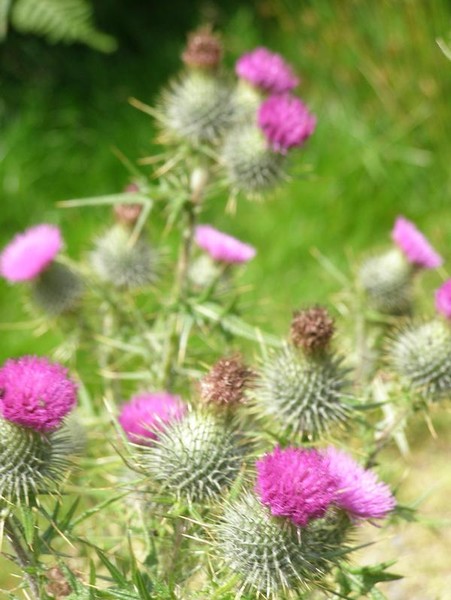 Thistles