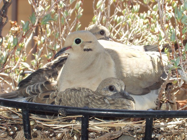 Mourning Doves 2