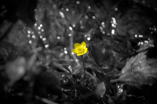 Mountain Buttercup