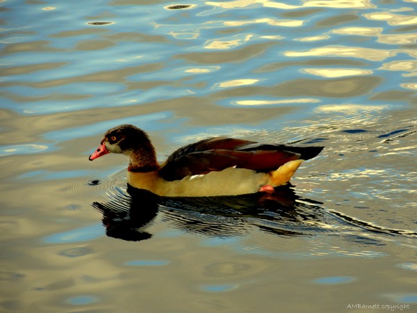 Regent Park London,  on the lake.