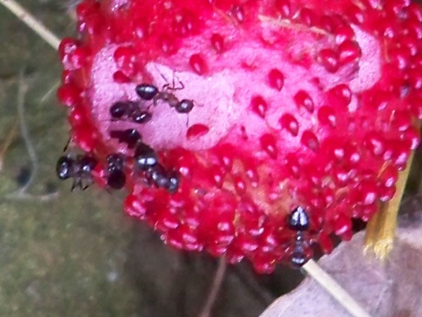 Strawberry ants