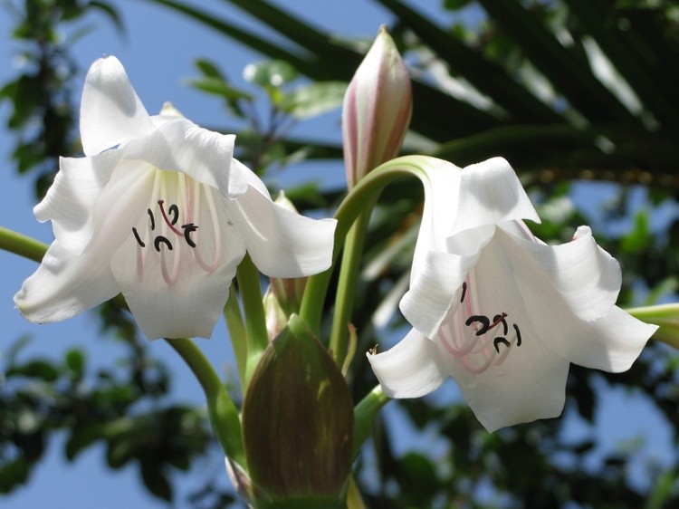 White Flower