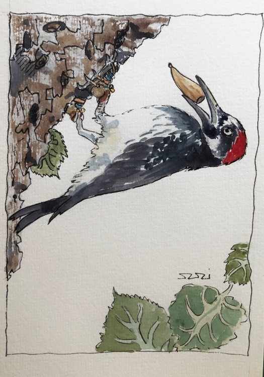 Woodpecker in Crampons