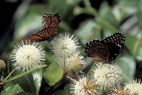 Viceroy Butterflies on Rattlesnake Weed