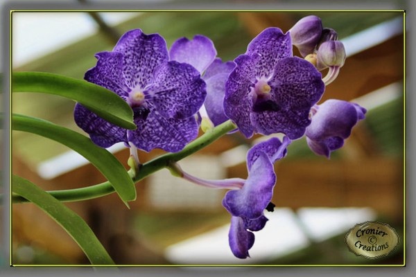 Purple orhids