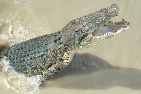 Crocodile Northern Territory