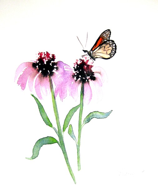 Monarch Butterfly with Echinacea