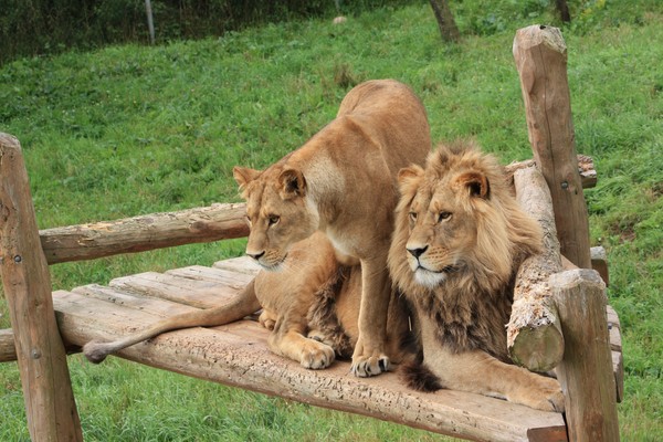 Lions