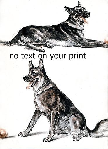 German Shepherd Vintage  print from Diana Thorne's