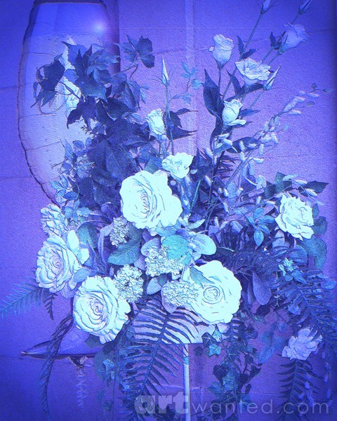 Roses in Blue