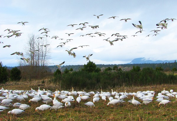 Snow Geese