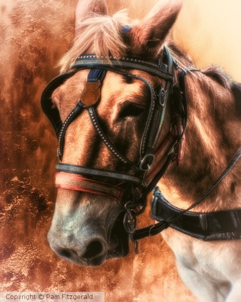 Brown Dusty Mule