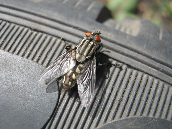 Fly on tire