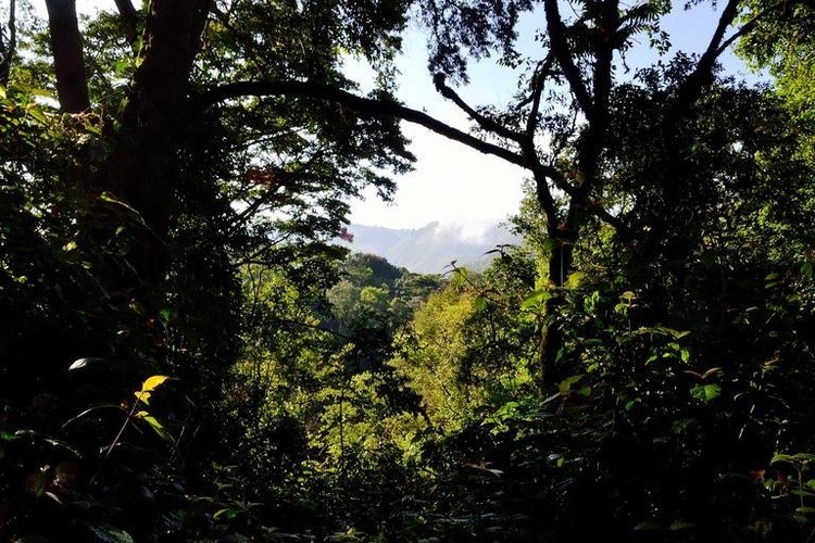 bwindi impenetrable forest uganda