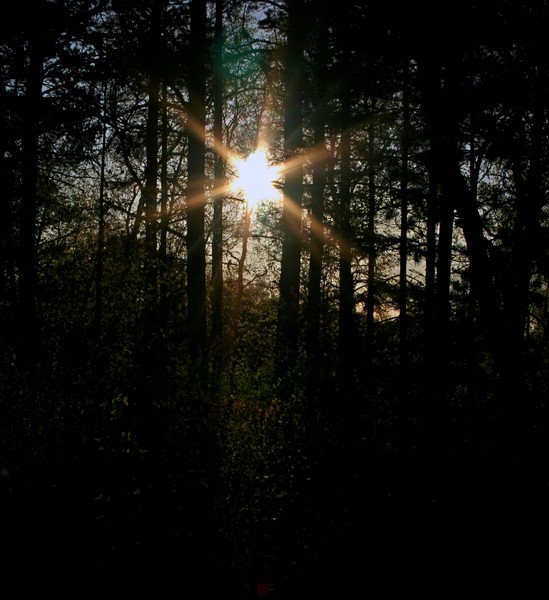Spring sun in the forest