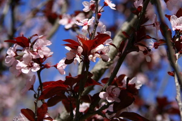 And the Almond Tree Blossomed