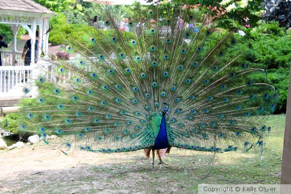 Flaunting His Feathers