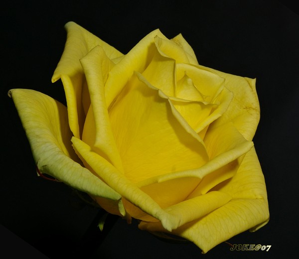 Yellow rose