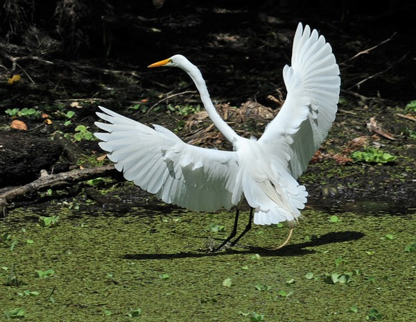 Egret Landing