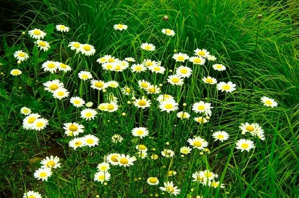 Wild Summer Daisies