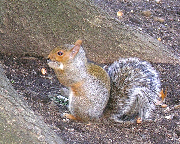 A New York Squirrel
