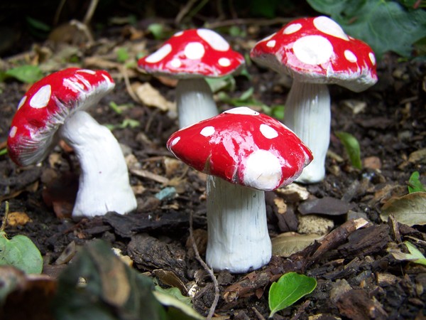 Magical Fairy Mushrooms