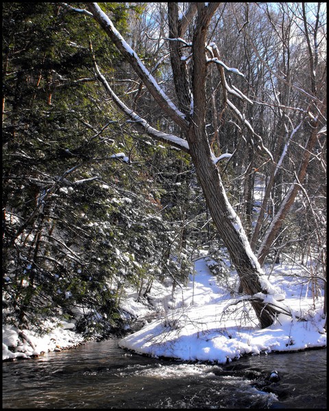 Tree On Bank Of Oriskany Creek