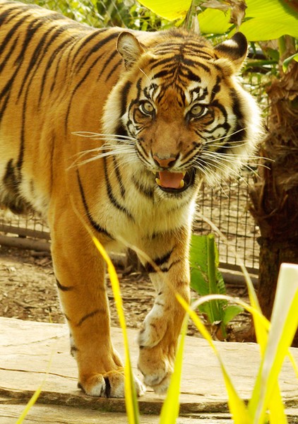 Sumatran Tigress