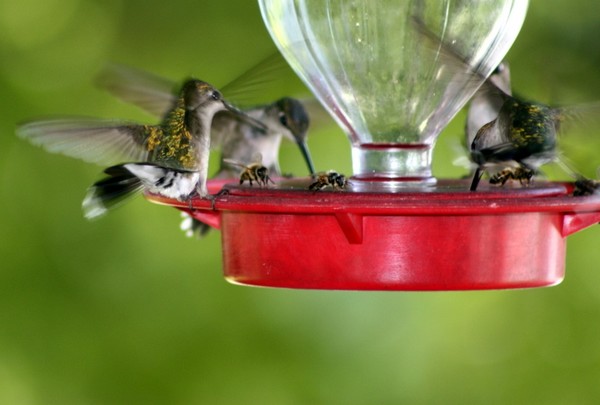 A Harmony of hummers?