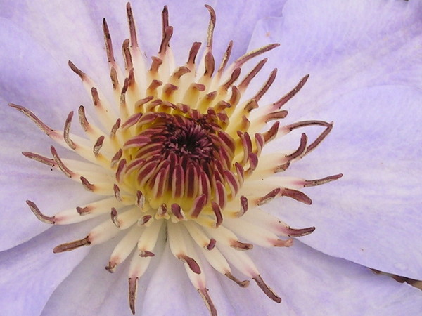 Inside of a Lavender Clematis